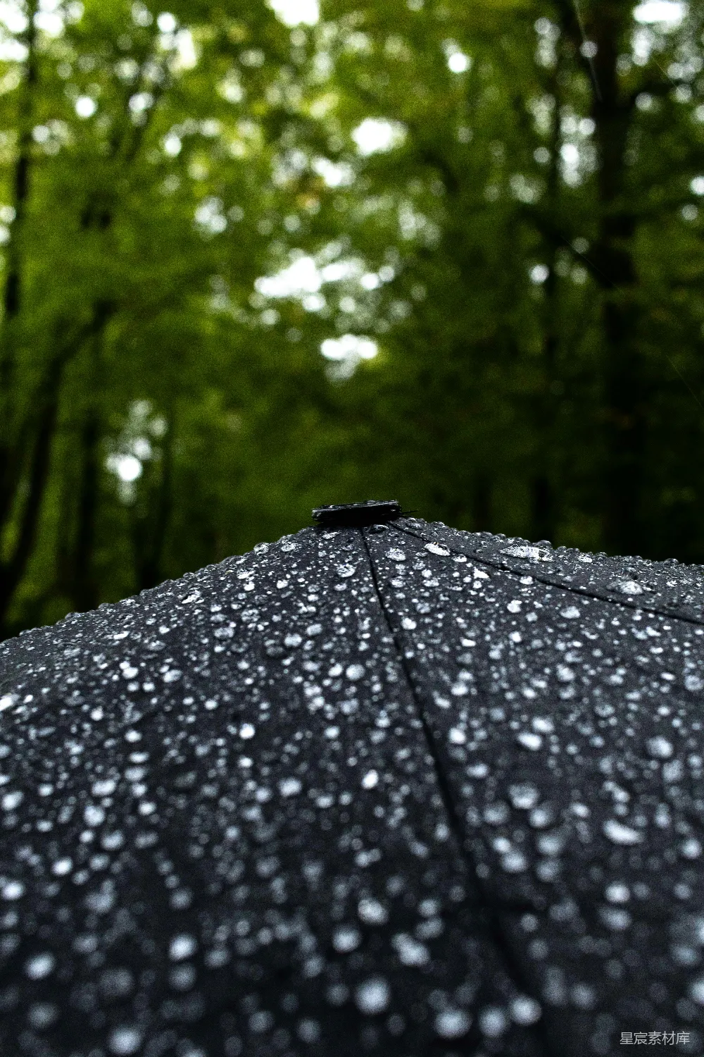 高清摄影 黑色雨伞覆盖着雨滴，森林背景。