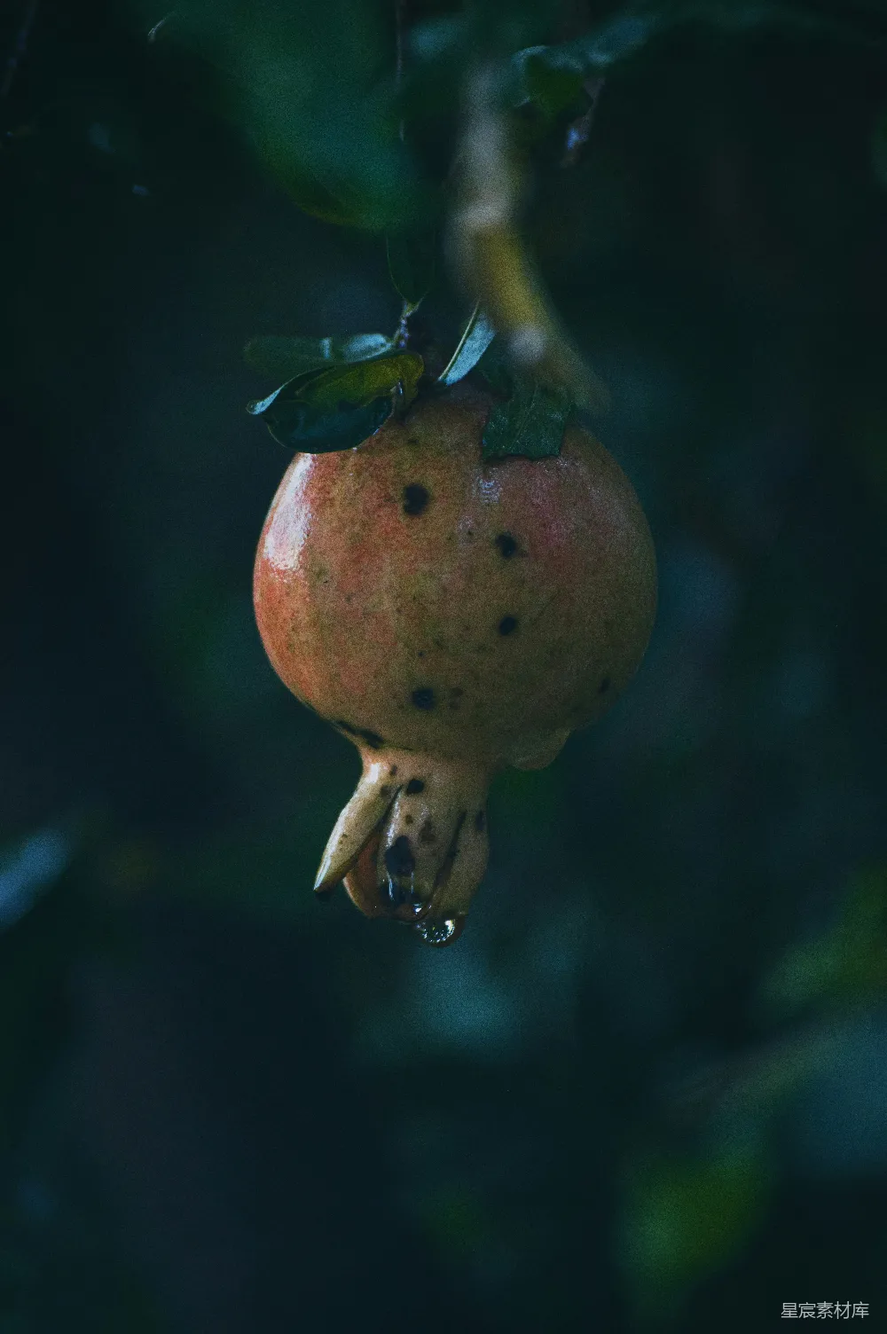 高清摄影 红苹果的近距离摄影