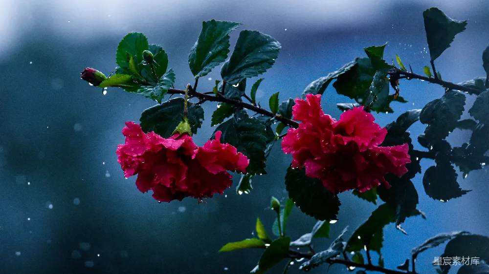 高清摄影 一棵树上挂着红色花朵在雨中的一枝