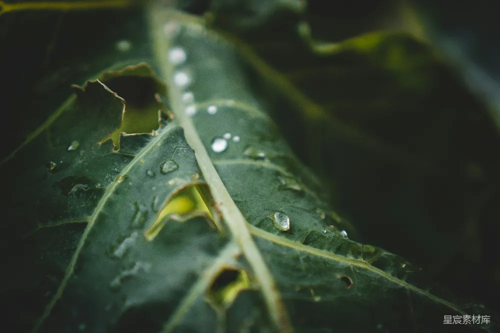 高清摄影 绿色叶子上的水珠