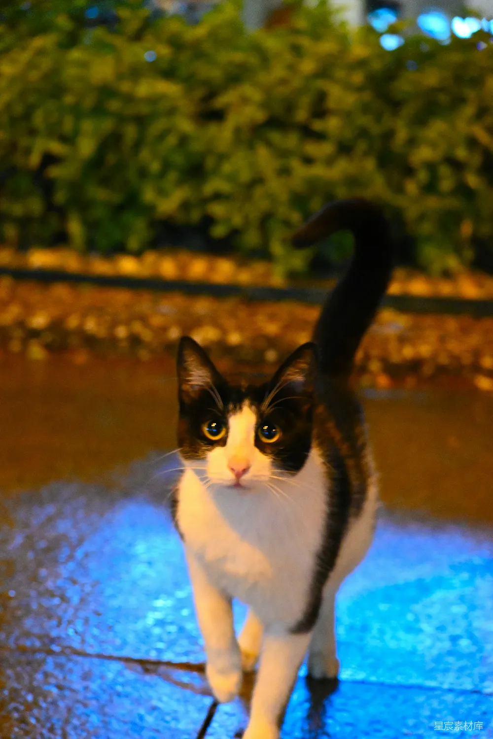 高清摄影 一只黑白相间的猫在人行道上走着