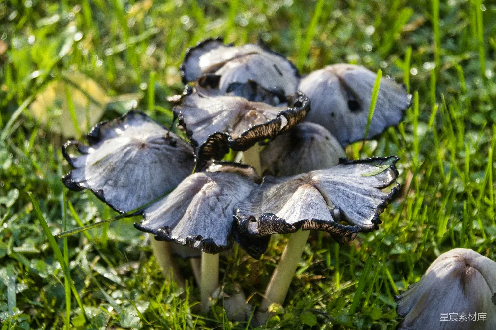 高清摄影 一群蘑菇坐在郁郁葱葱的田野上