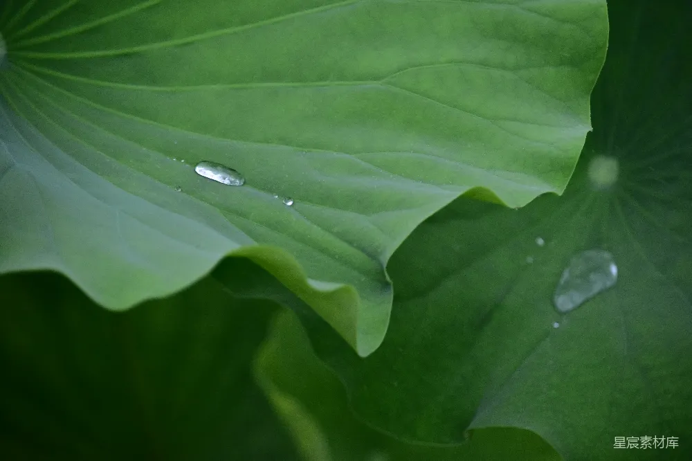 高清摄影 雨后荷叶上的水珠