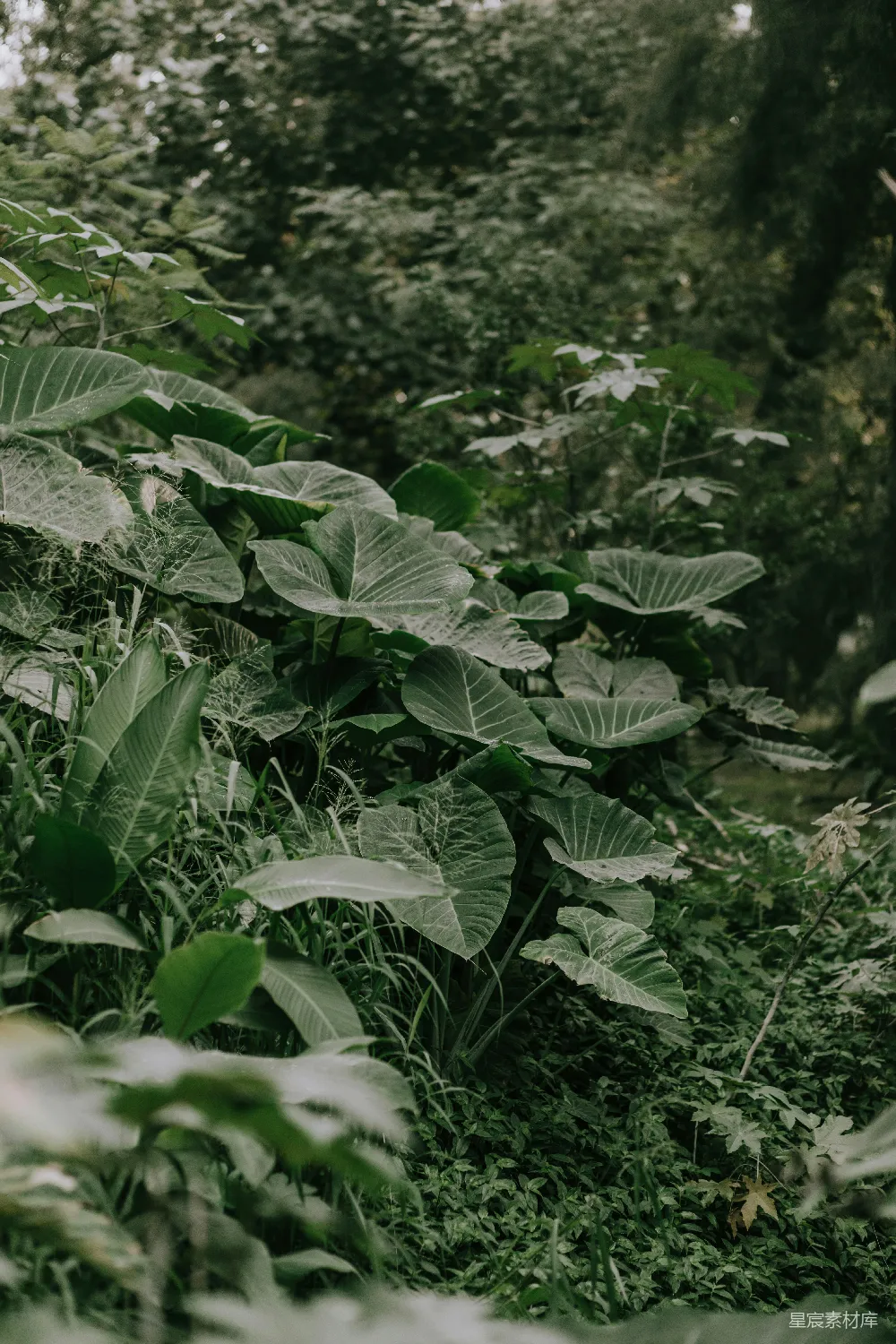 高清摄影 充满许多植物的郁郁葱葱的森林