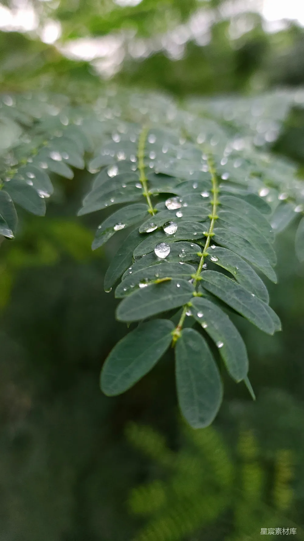 高清摄影 带水珠的绿叶