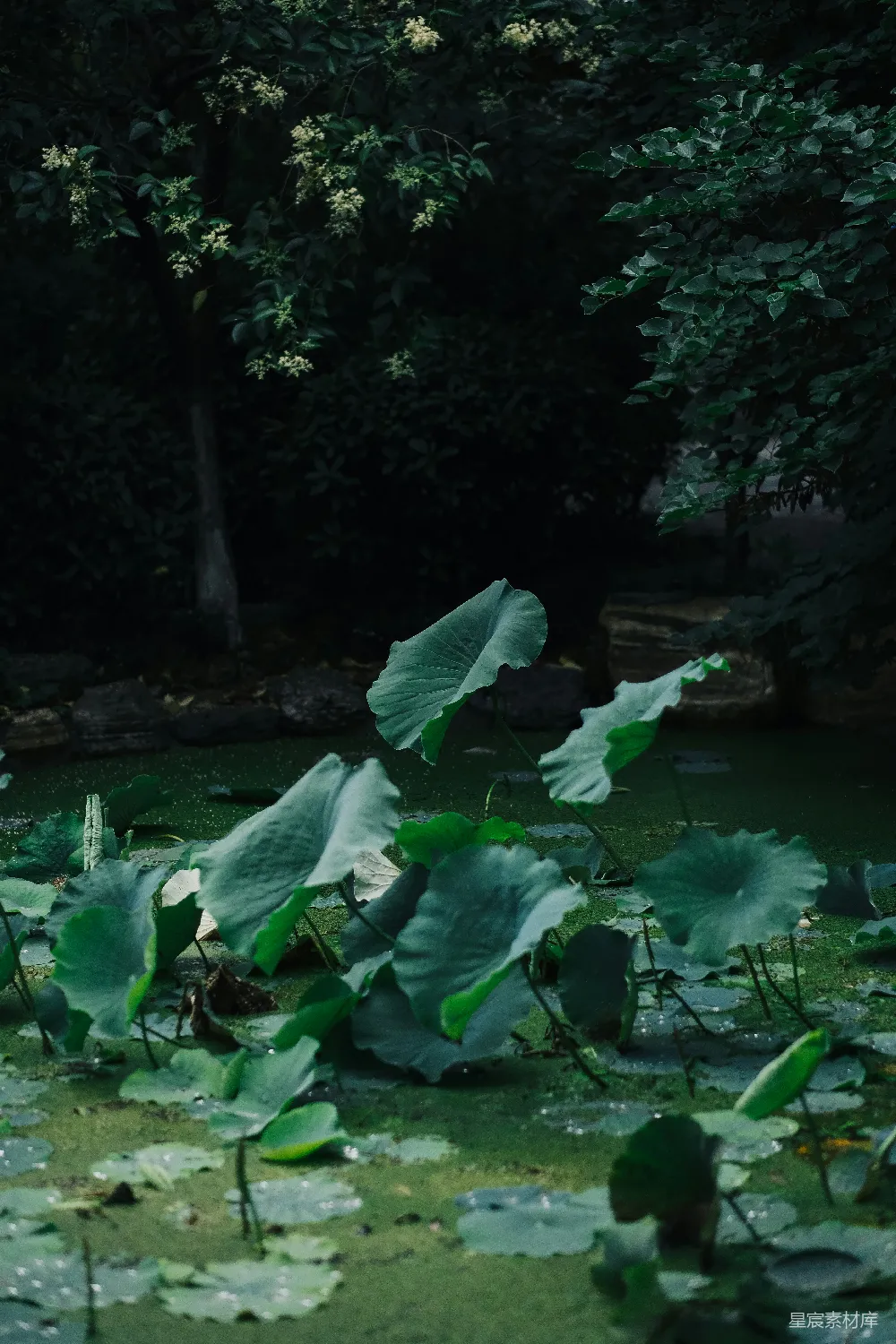 高清摄影 满是水生植物的池塘