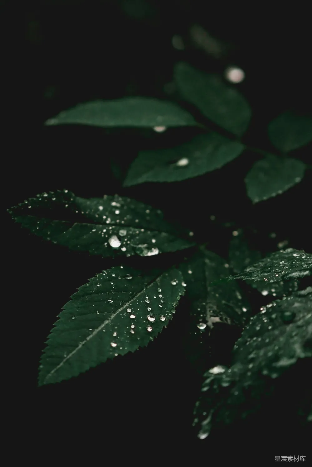 高清摄影 带水珠的绿叶