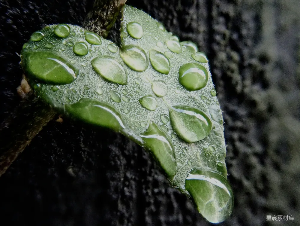 高清摄影 雨后绿叶上的水珠