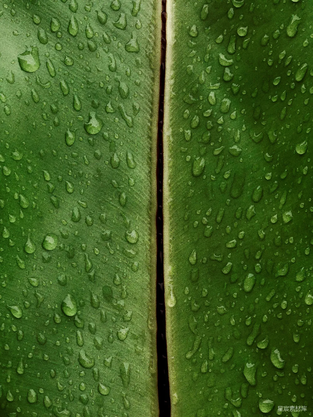 高清摄影 雨滴覆盖着一片浓绿的叶子。