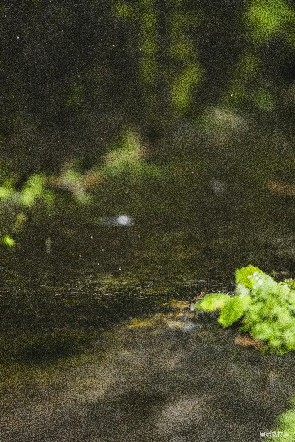 高清摄影 雨滴落在长有绿叶的苔藓地上