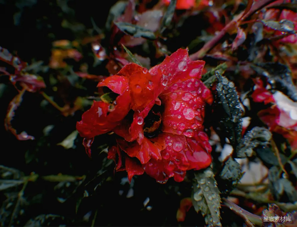 高清摄影 红花瓣的花朵