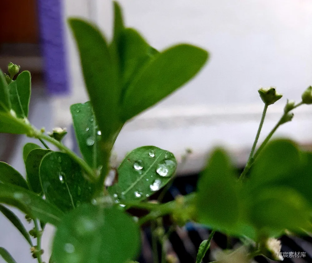 高清摄影 叶片上一只昆虫的特写