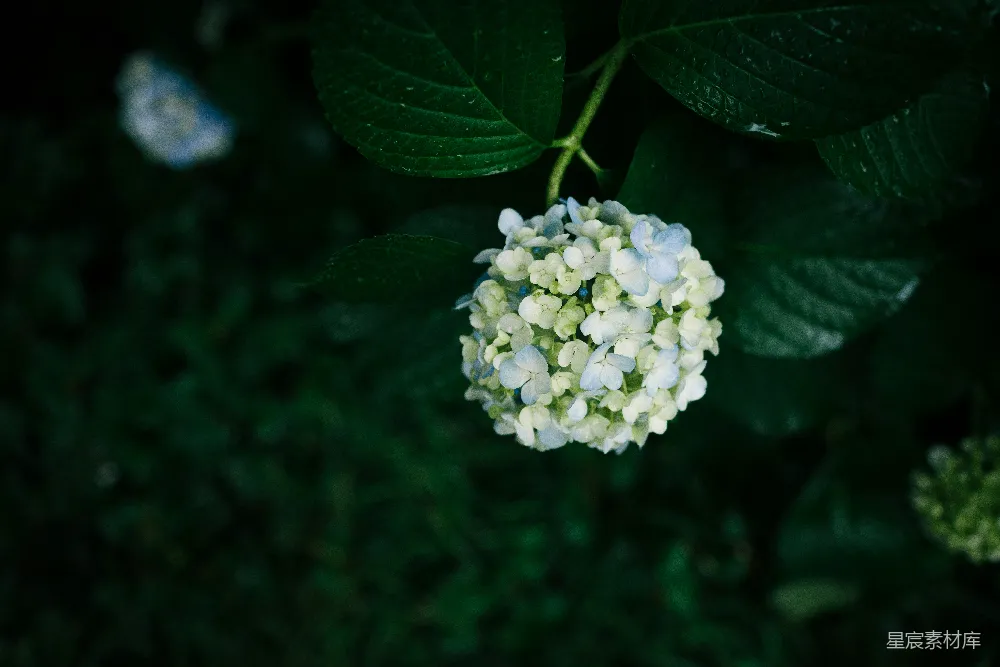 高清摄影 选择性聚焦拍摄的白花状花朵照片