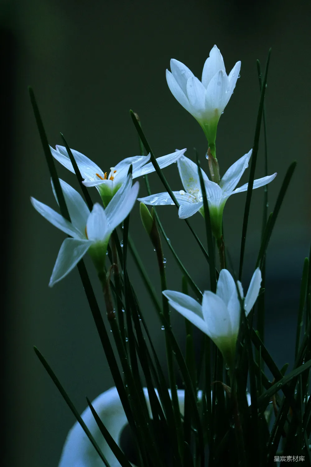 高清摄影 一束花瓶中的白色花朵