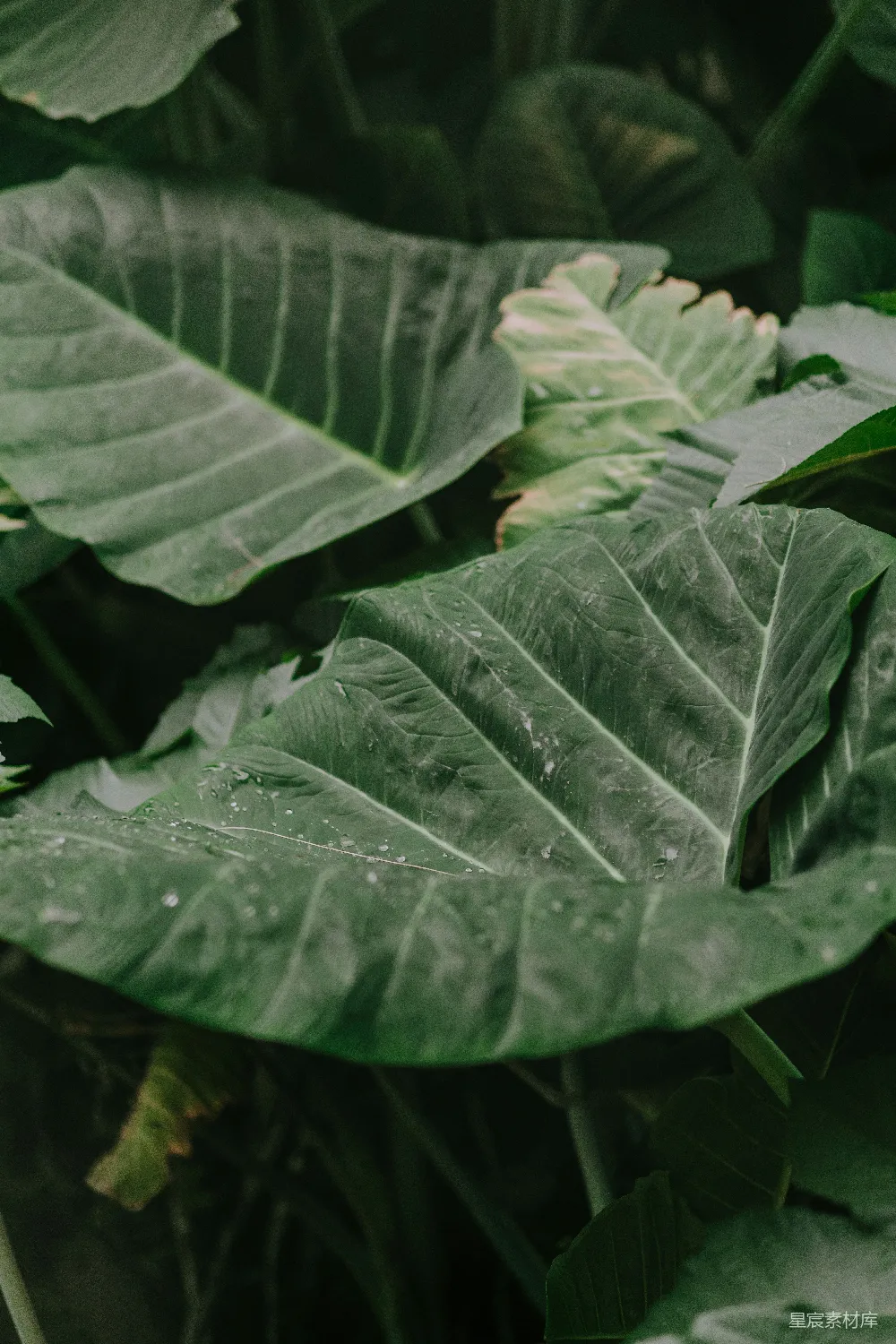 高清摄影 一片大绿色叶片植物的特写