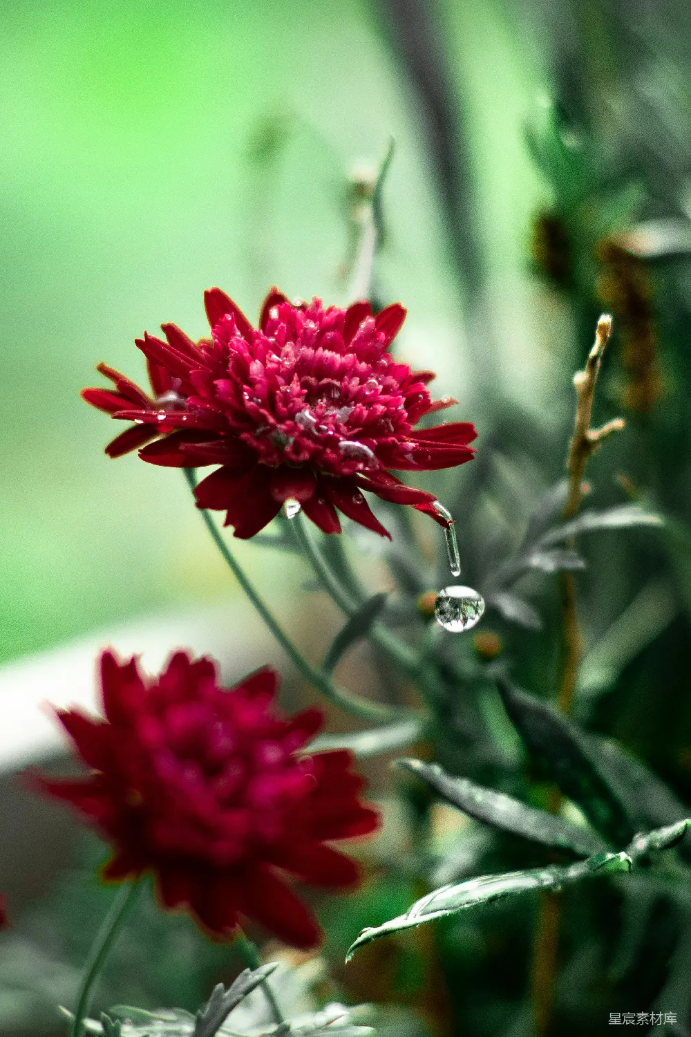 高清摄影 红花瓣的花