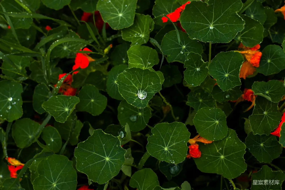 高清摄影 一群开红花的植物