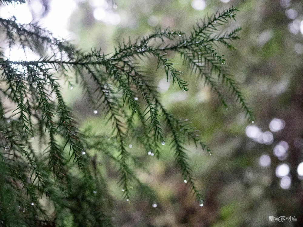 高清摄影 树干上挂着几滴水珠的特写镜头