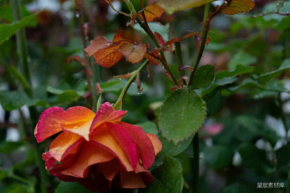 高清摄影 红橙相间的花朵，绿叶交织