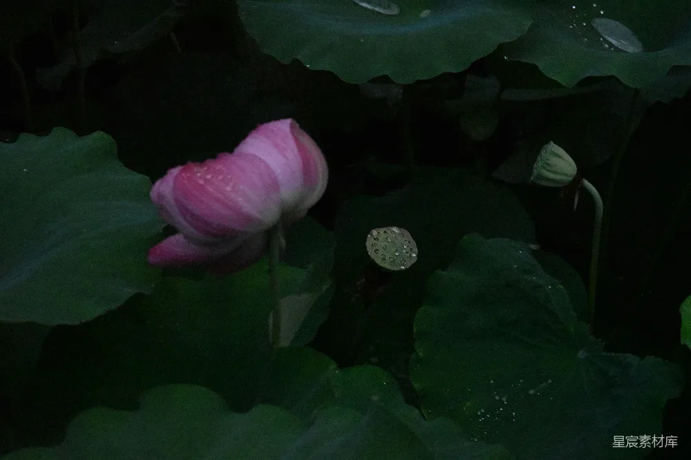 高清摄影 粉色的莲花绽放于绿叶之间。