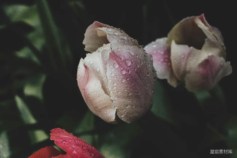 高清摄影 一朵花的特写镜头