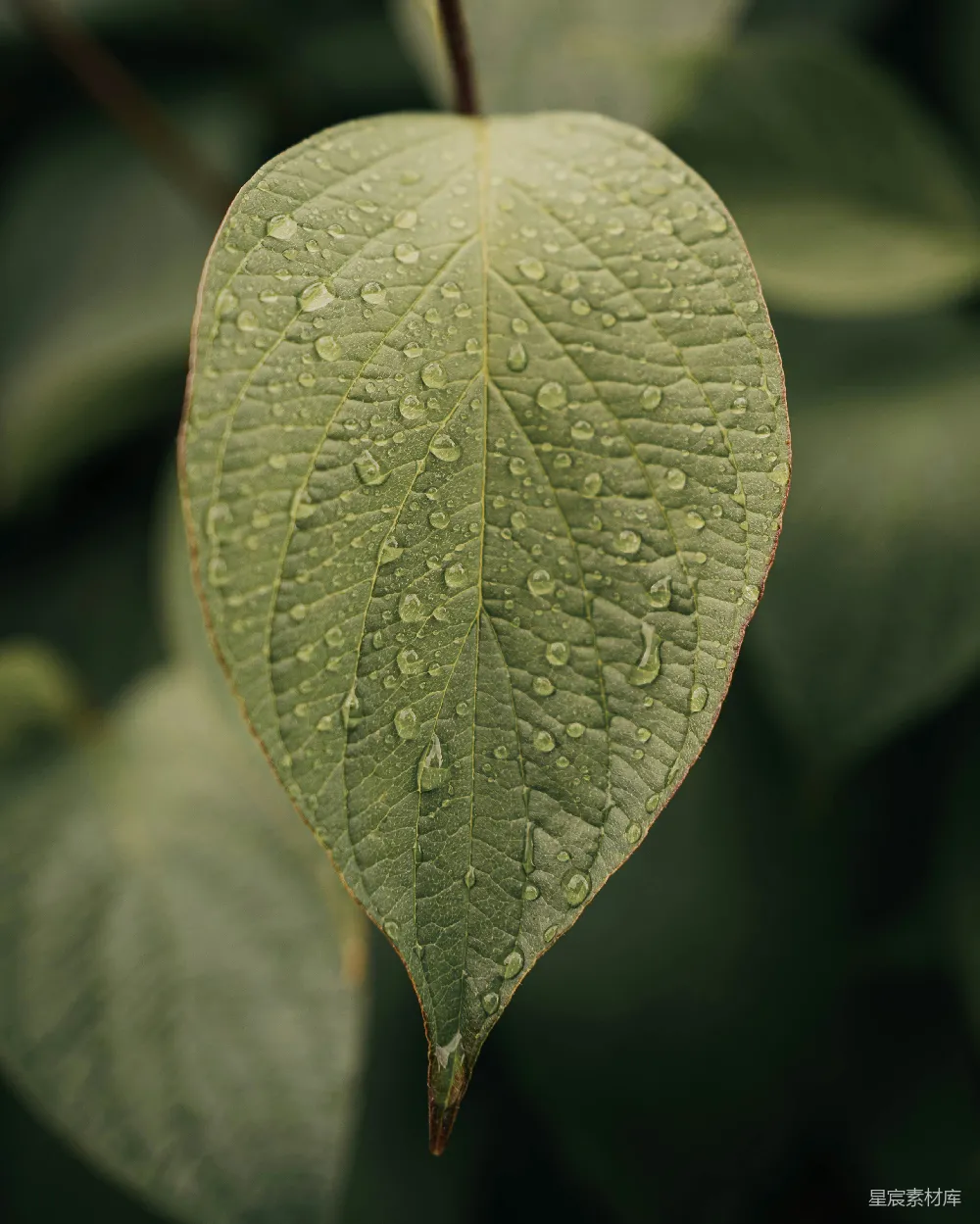 高清摄影 一片带着水滴的绿叶