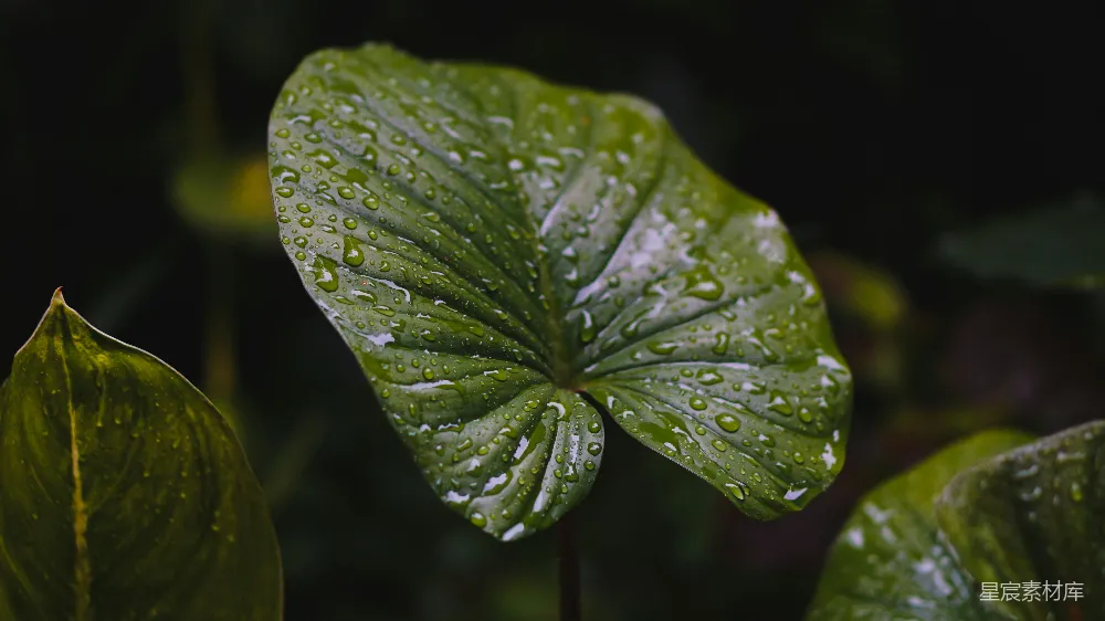 高清摄影 一片绿叶上有水珠