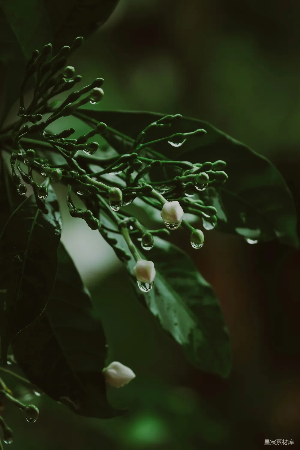 高清摄影 一株植物的特写镜头，上面挂着水珠。
