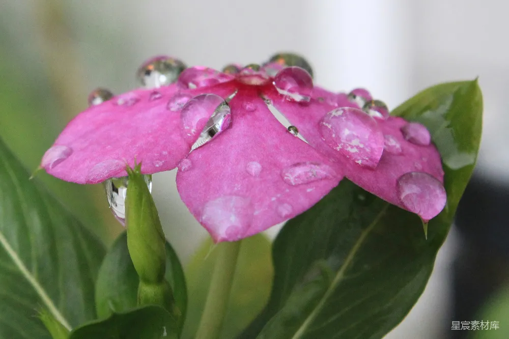 高清摄影 花瓣上和周围有水珠的粉红色花朵。