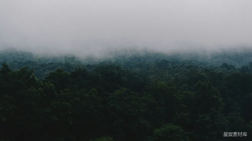 高清摄影 白天绿树成荫，蓝天白云间