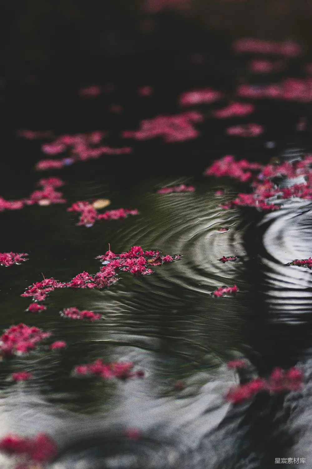 高清摄影 白天水上的粉红花朵