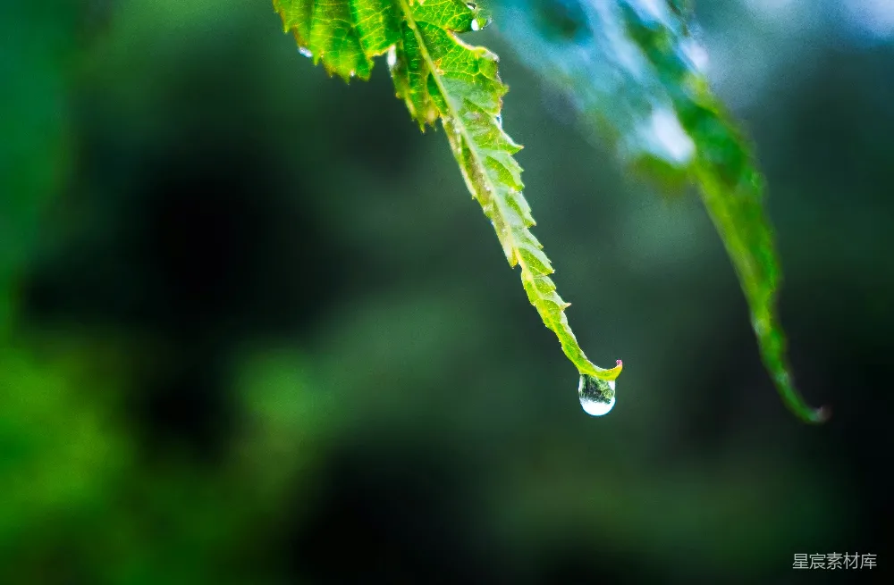 高清摄影 一滴水珠悬挂在一片鲜艳的绿叶上。