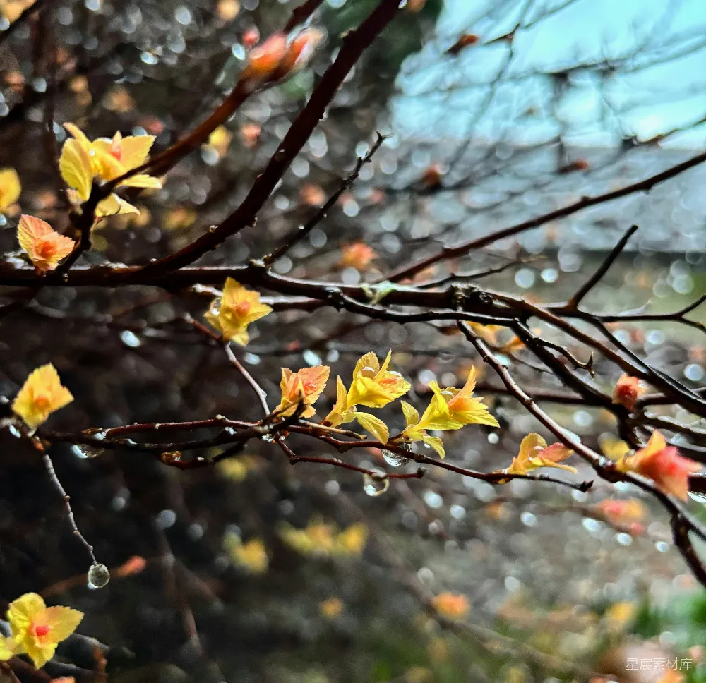 高清摄影 小黄橙色的叶子上挂着雨滴，粘在树枝上。