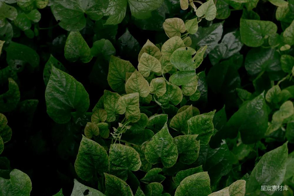 高清摄影 一棵植物的特写镜头，叶片为绿色。