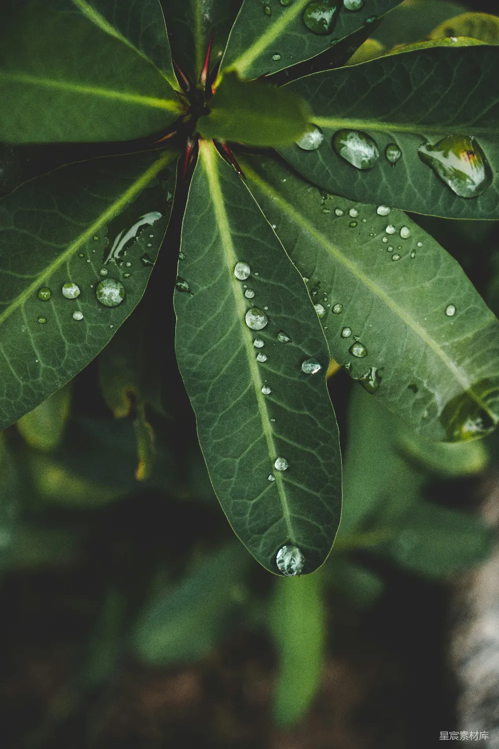 高清摄影 绿叶植物