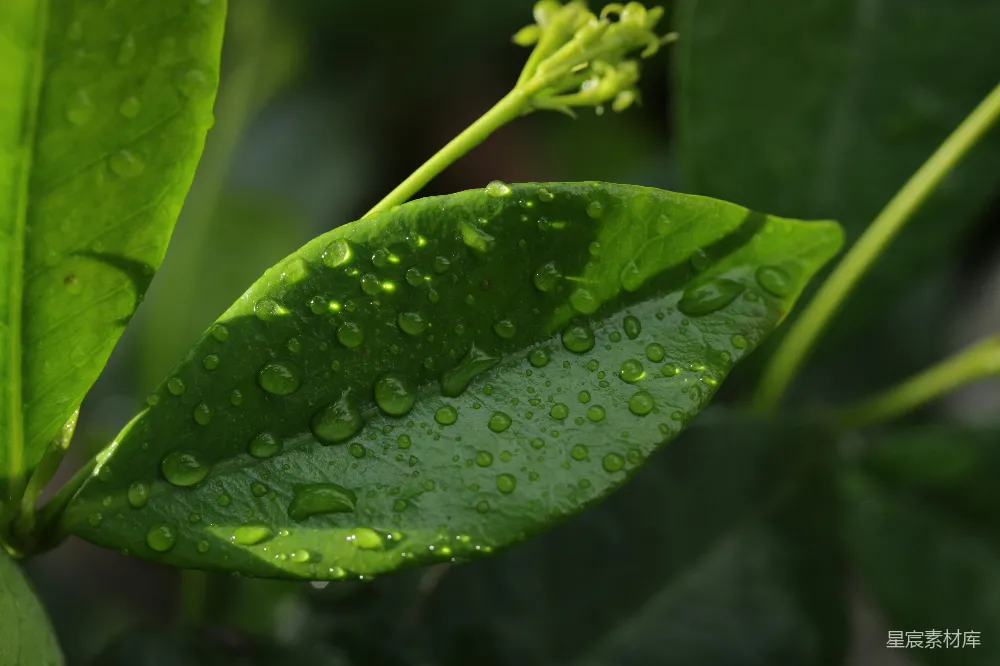 高清摄影 绿叶上缀满水珠和一个小芽。
