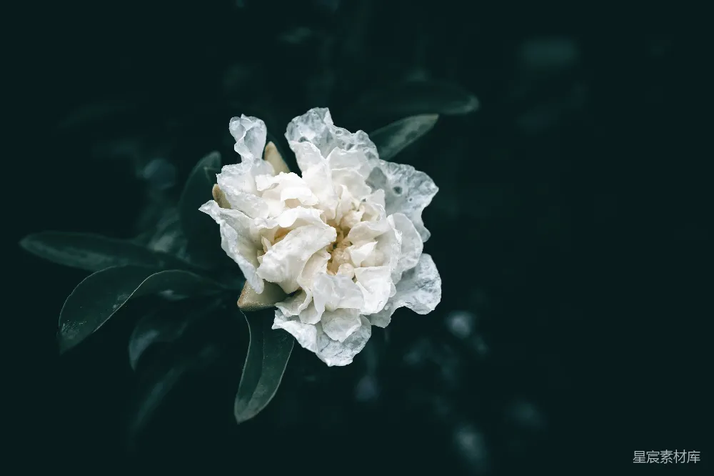 高清摄影 黑背景上一朵白色花朵，绿叶。