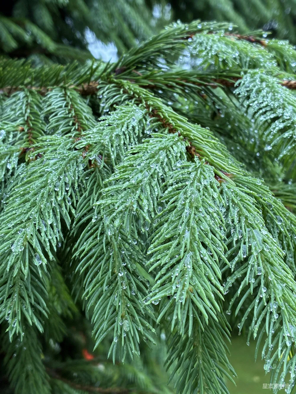高清摄影 绿枝上挂着新鲜的水滴。
