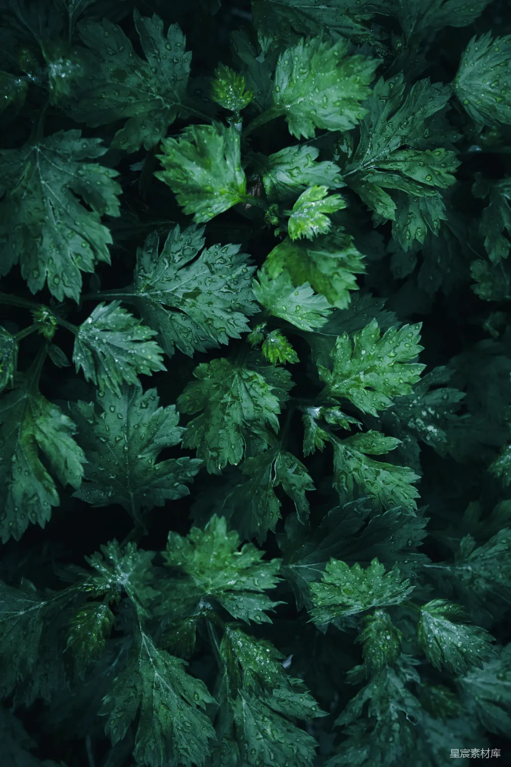 高清摄影 一株绿色植物的特写镜头