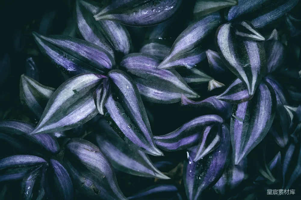 高清摄影 一束带有水珠的紫花