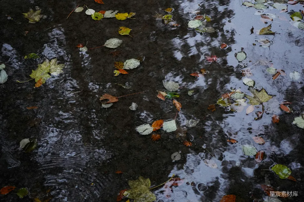高清摄影 秋叶漂浮在湿漉漉的马路上