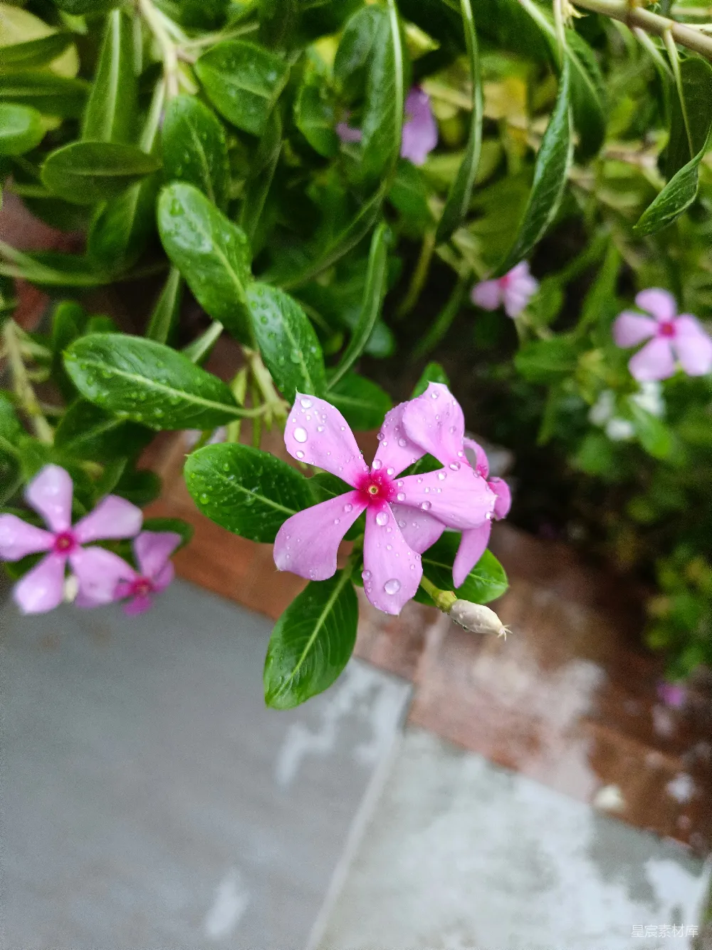 高清摄影 一朵粉红色的花朵特写镜头，带有绿色叶片。