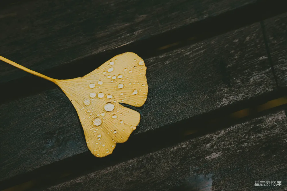 高清摄影 带水珠的黄色树叶