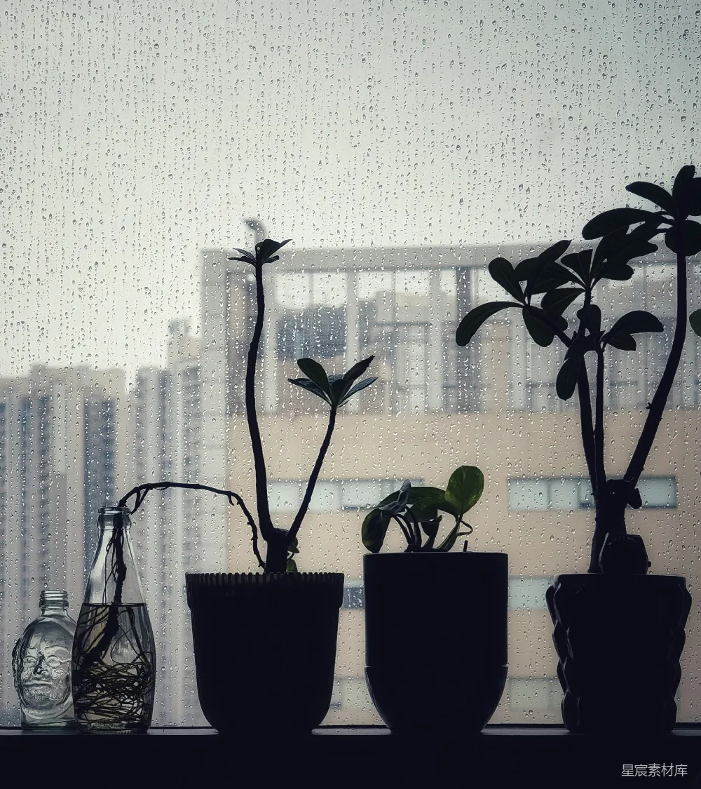 高清摄影 窗台上植物的轮廓图。