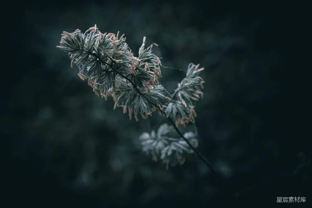 高清摄影 一张植物的特写照片置于暗背景上