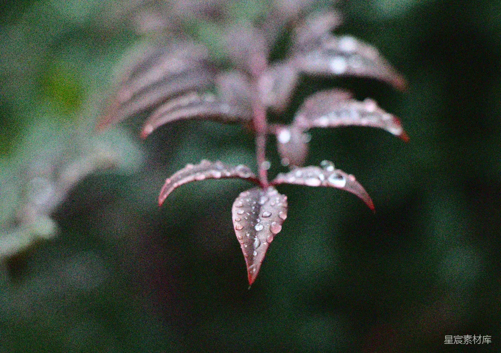 高清摄影 红叶植物上的露珠