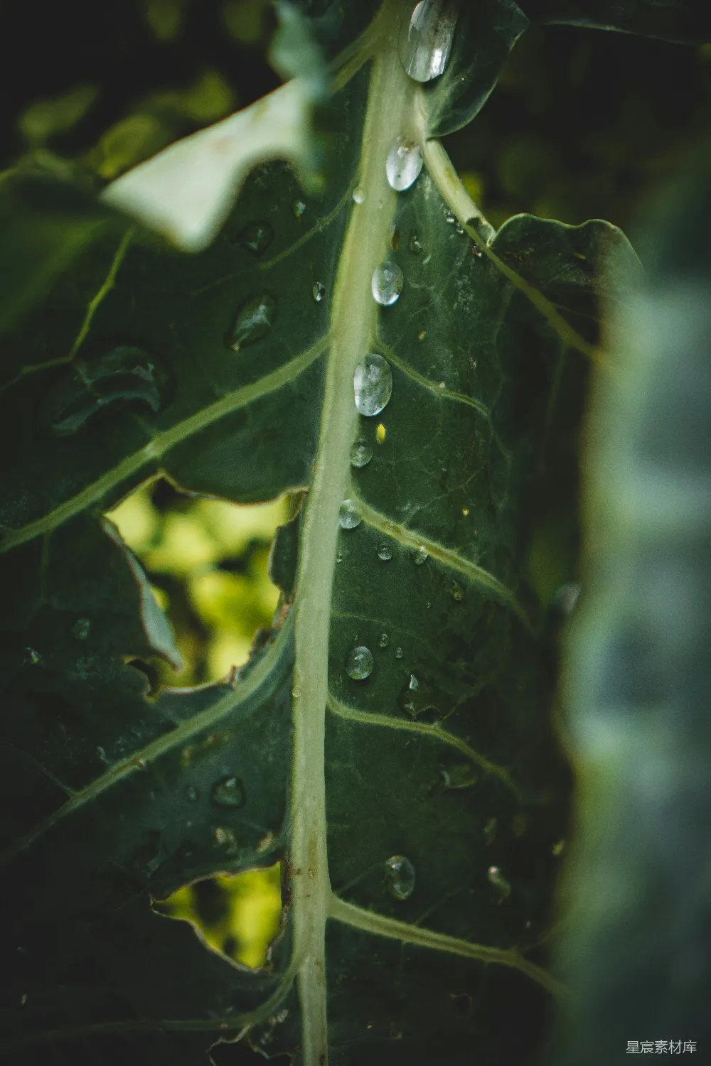 高清摄影 绿叶植物上的水滴