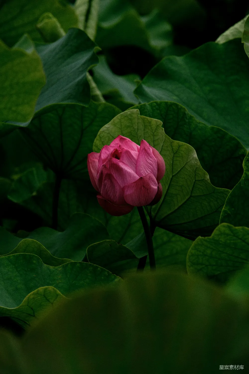 高清摄影 紫罗兰状的花