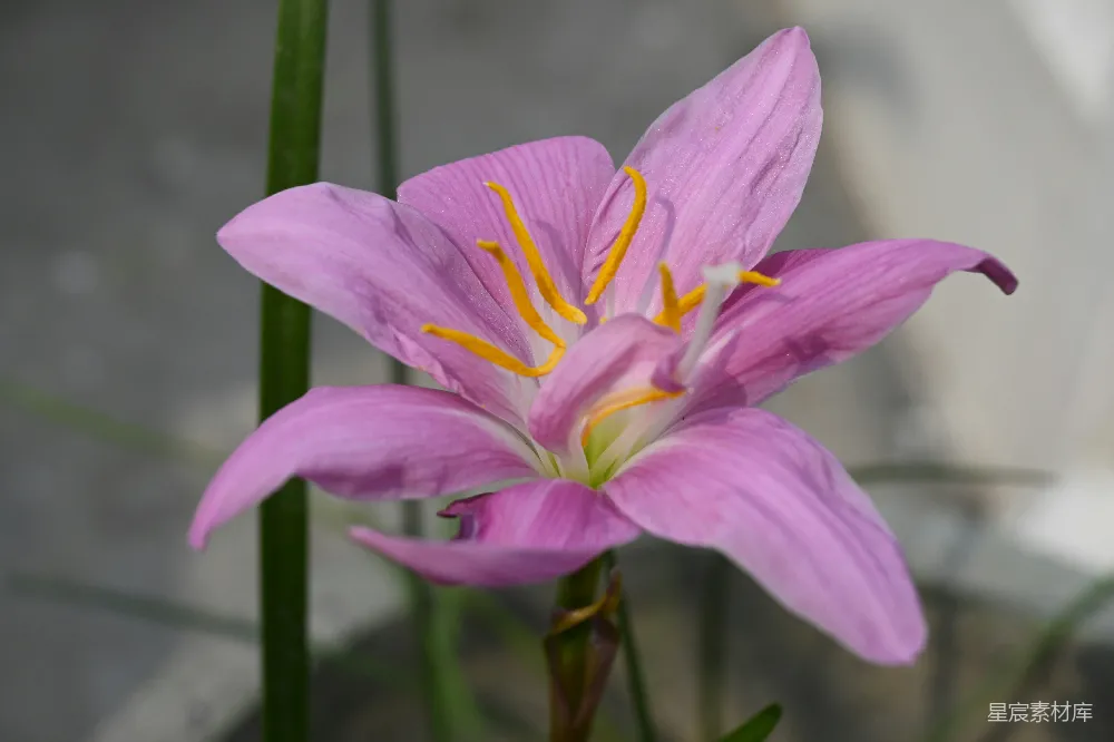 高清摄影 一朵娇嫩的粉红色花朵，点缀着黄色的雄蕊