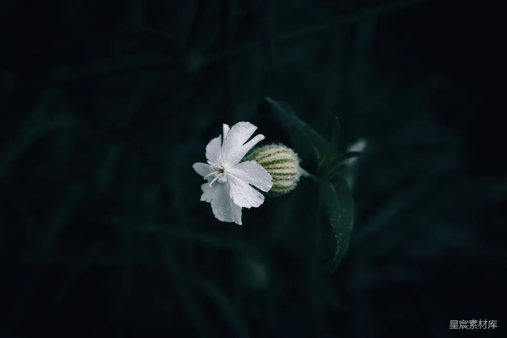 高清摄影 一朵白色中心带有绿色部分的花朵，背景为深色。